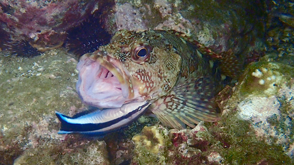 カサゴの体を掃除するホンソメワケベラ