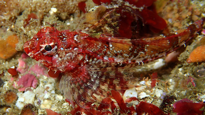 海産カジカの一種