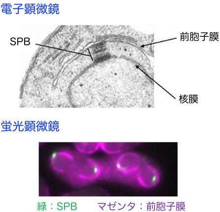 fig3