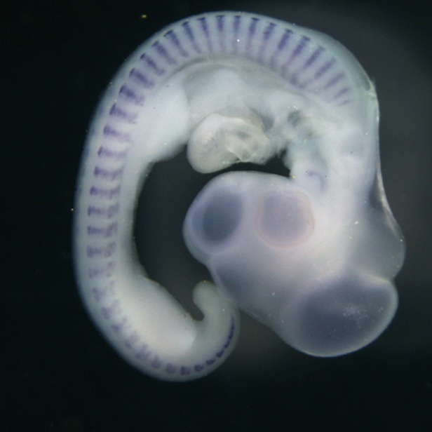 chick embryo1