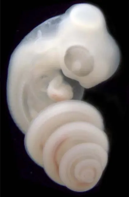 snake embryo.jpg