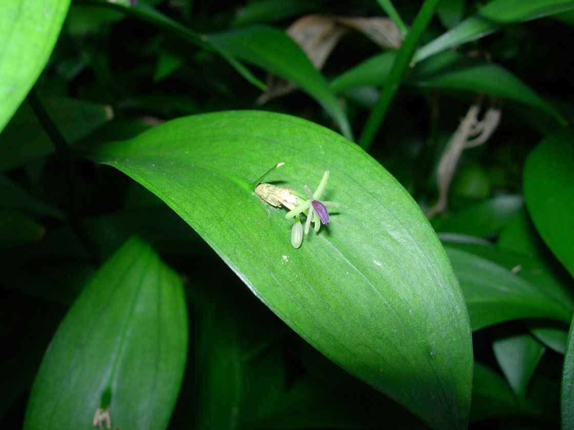 Ruscus hypophyllum