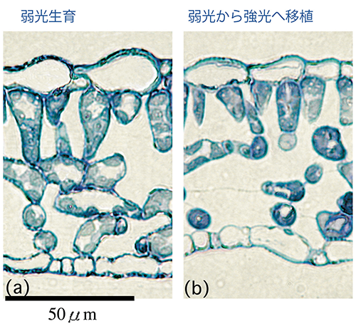 Oguchi-1