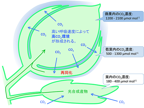 Oguchi-3