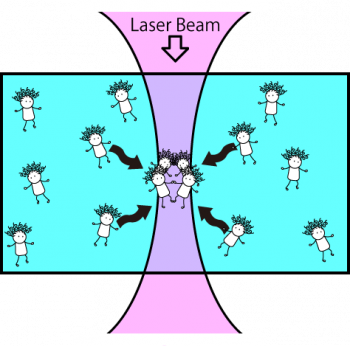 protein-1