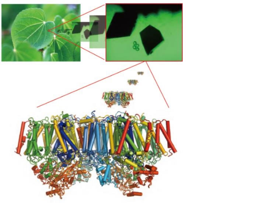 Molecular Materials Science