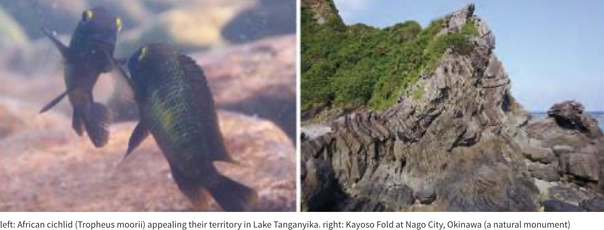 Biology & Geosciences