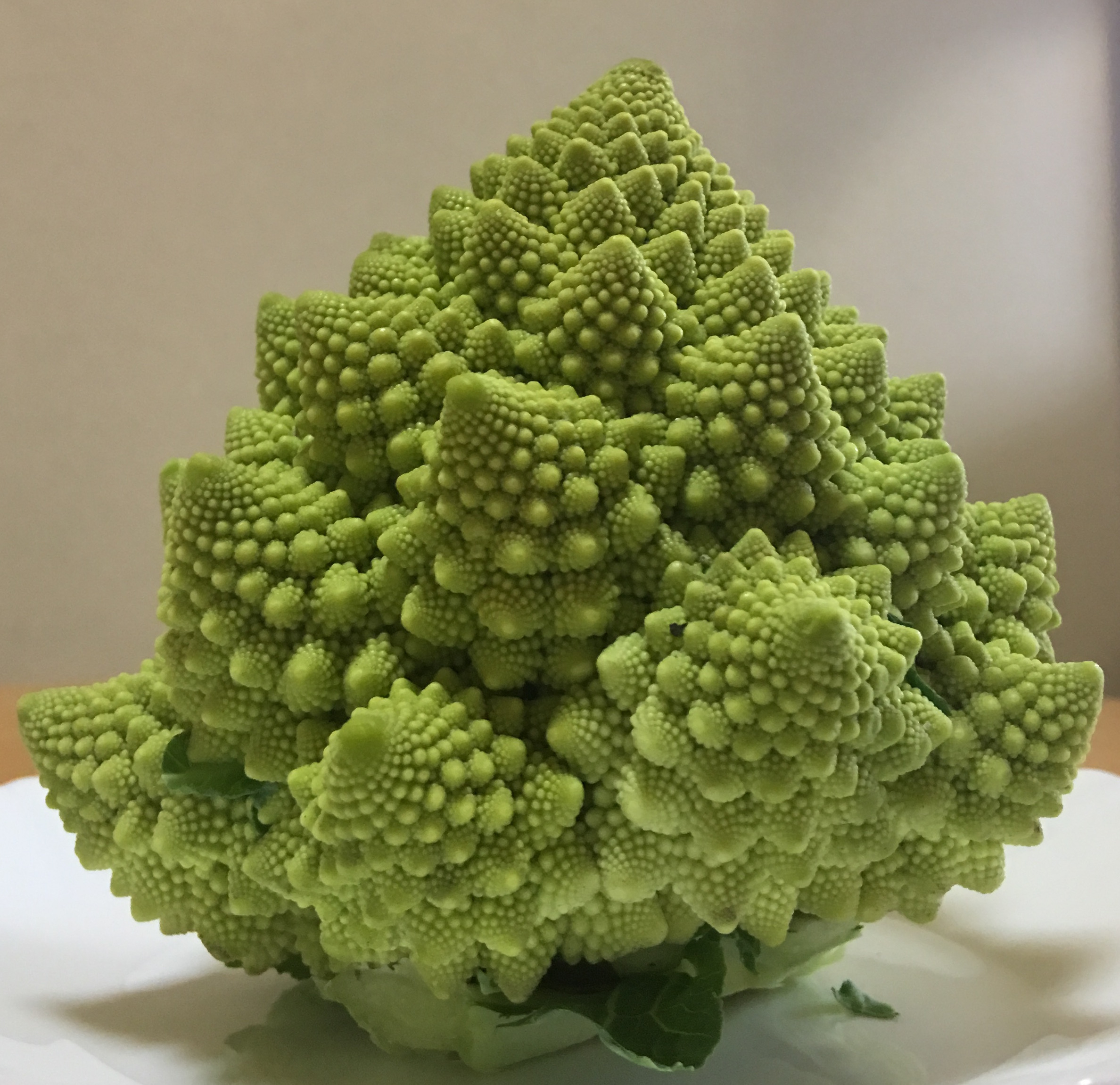 romanesco - Tsuyoshi Mizuguchi.JPG