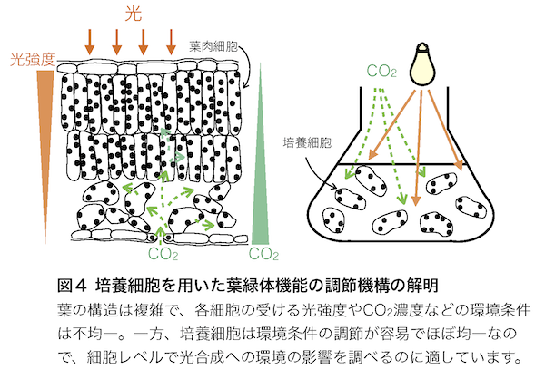 homepage-figures_葉と細胞比較