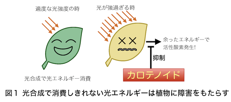 homepage-figures_過剰光はストレス