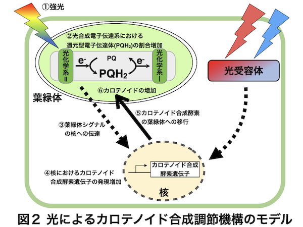 homepage-fugure-RQモデル