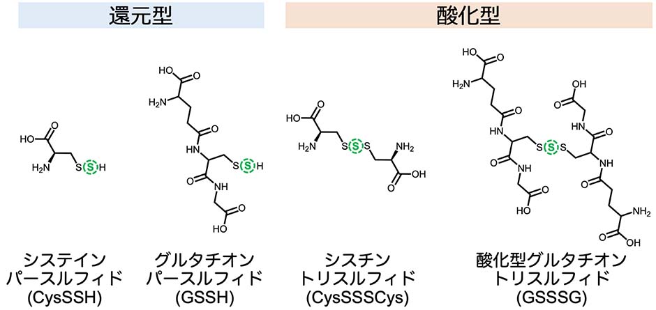 TME-IAMによる超硫黄分子の標識・安定化効果