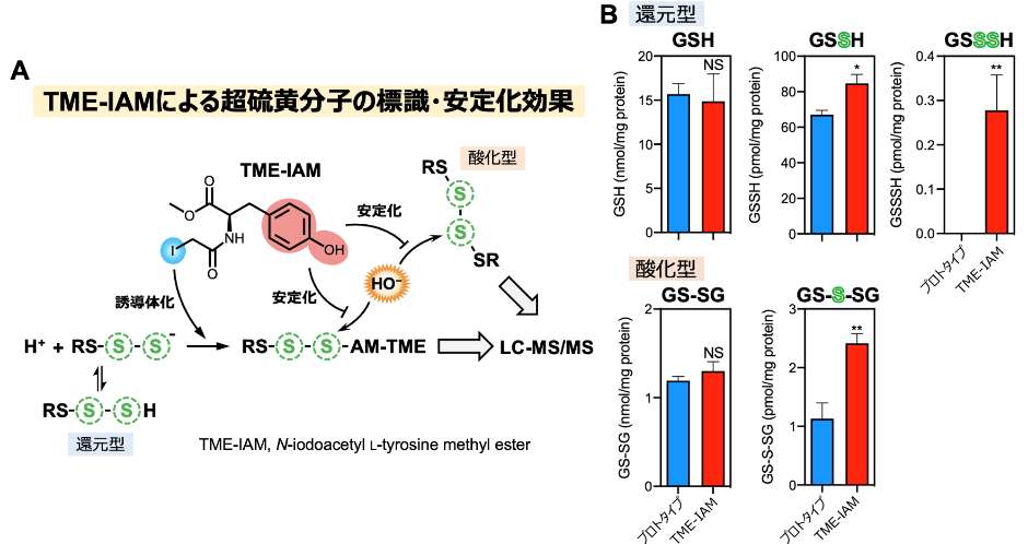 TME-IAMを用いたマウス肝臓組織解析結果