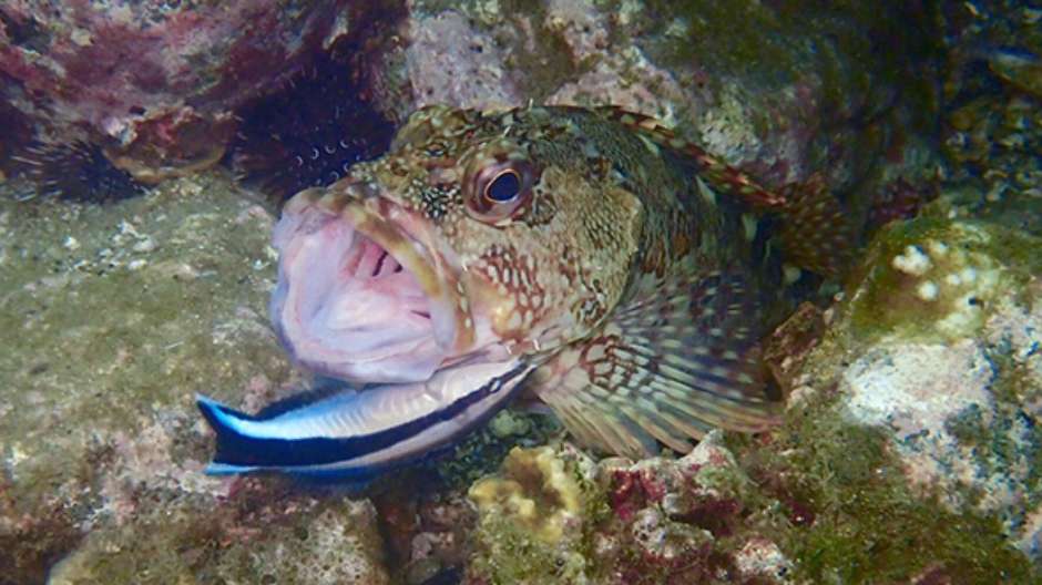 カサゴの体を掃除するホンソメワケベラ