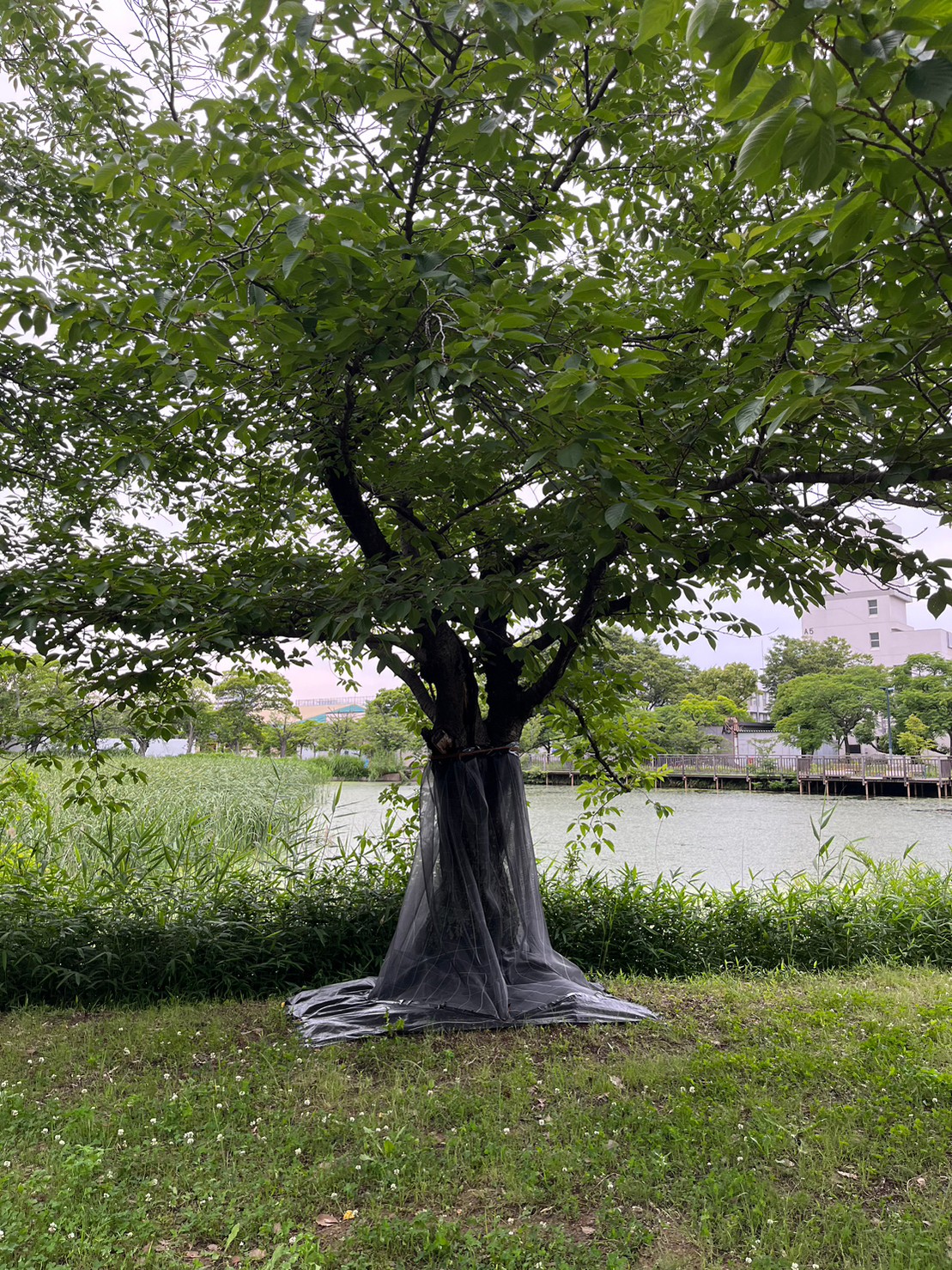 netsakura