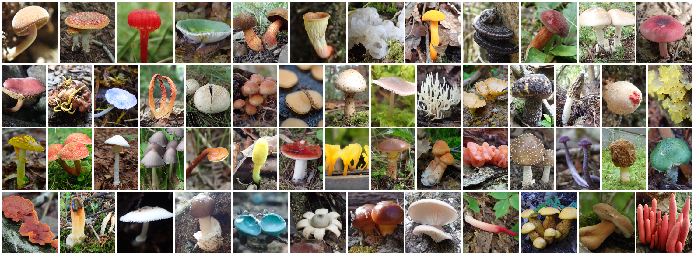 Fungi of Japan
