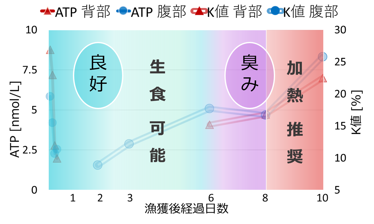 サワラはいつまで生で食べられるの？