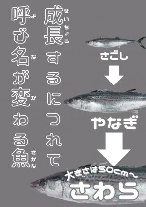 さわらカタログ改善後２