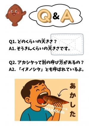 あかしたカタログ改善後３