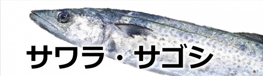 サワラ・サゴシ写真