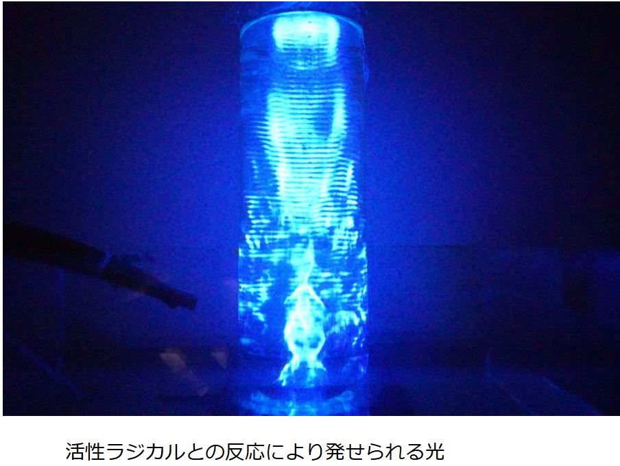 ソノケミルミ写真