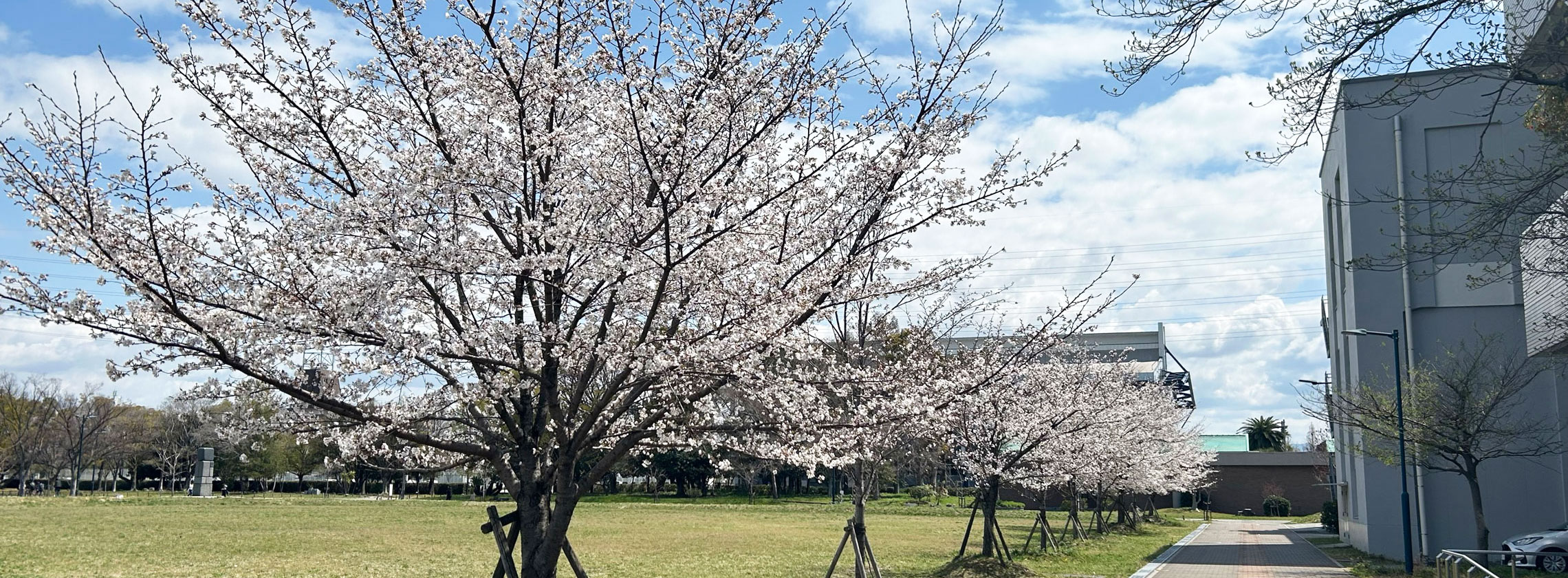 桜