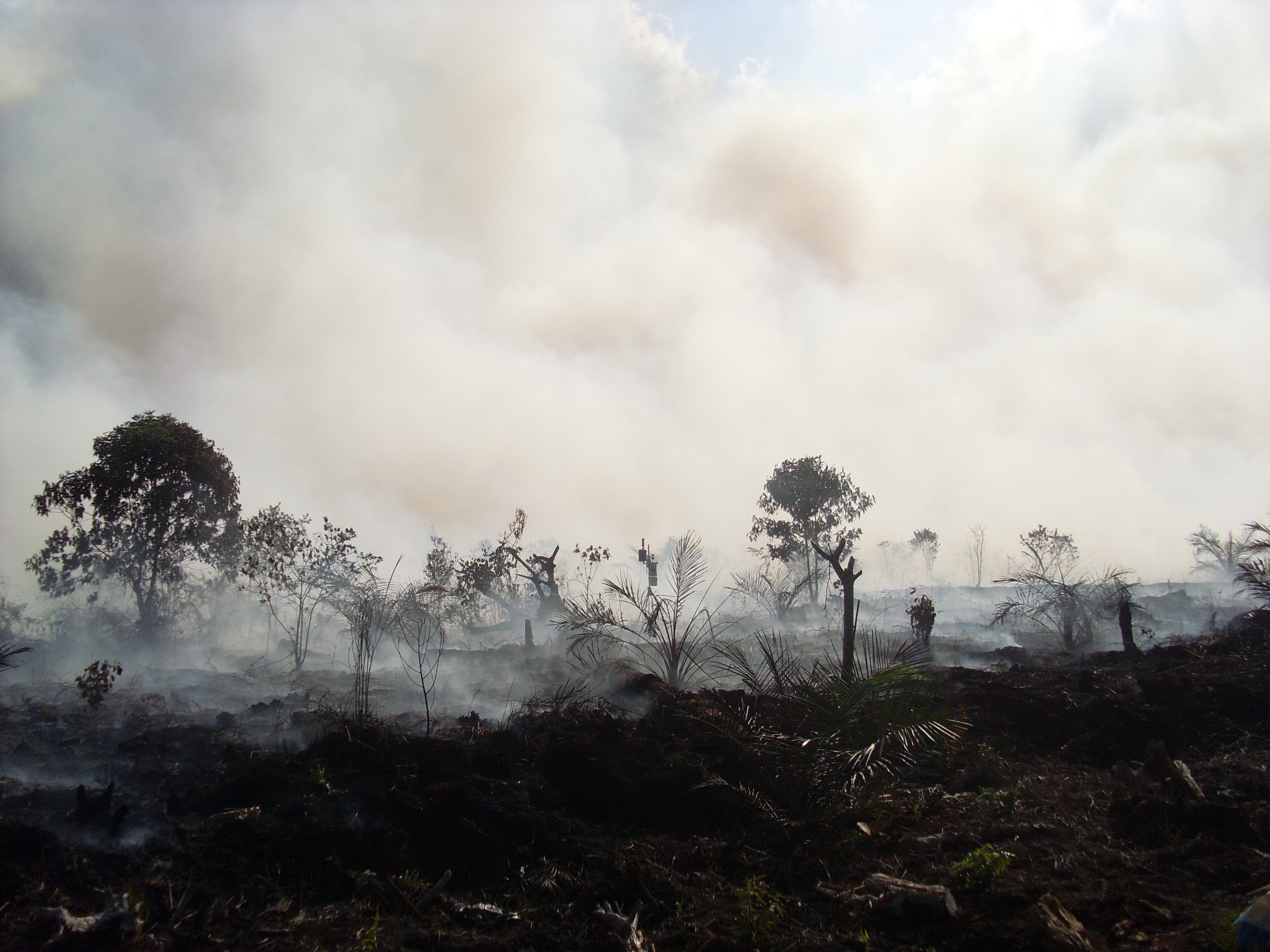 Peatland fire.JPG