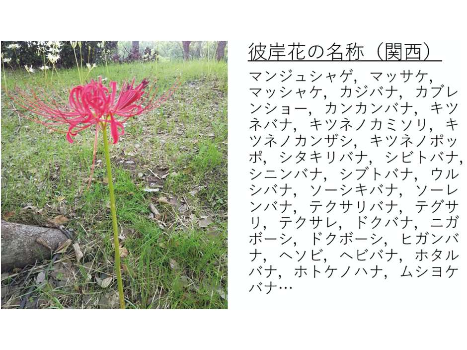 日本語および日本語行動の地域的・社会的多様性に関する研究