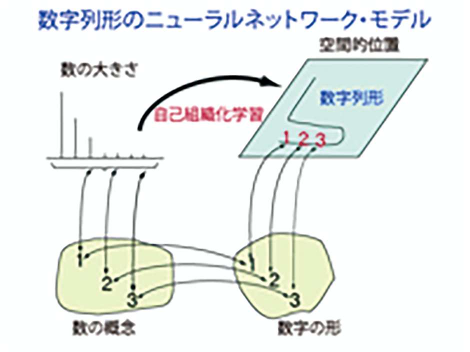 共感覚が生成されるメカニズムに関する研究