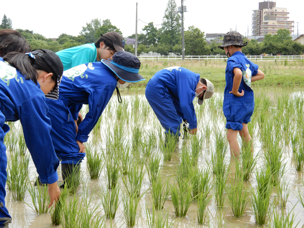 写真：田の中で葉緑素計を使う子ども達