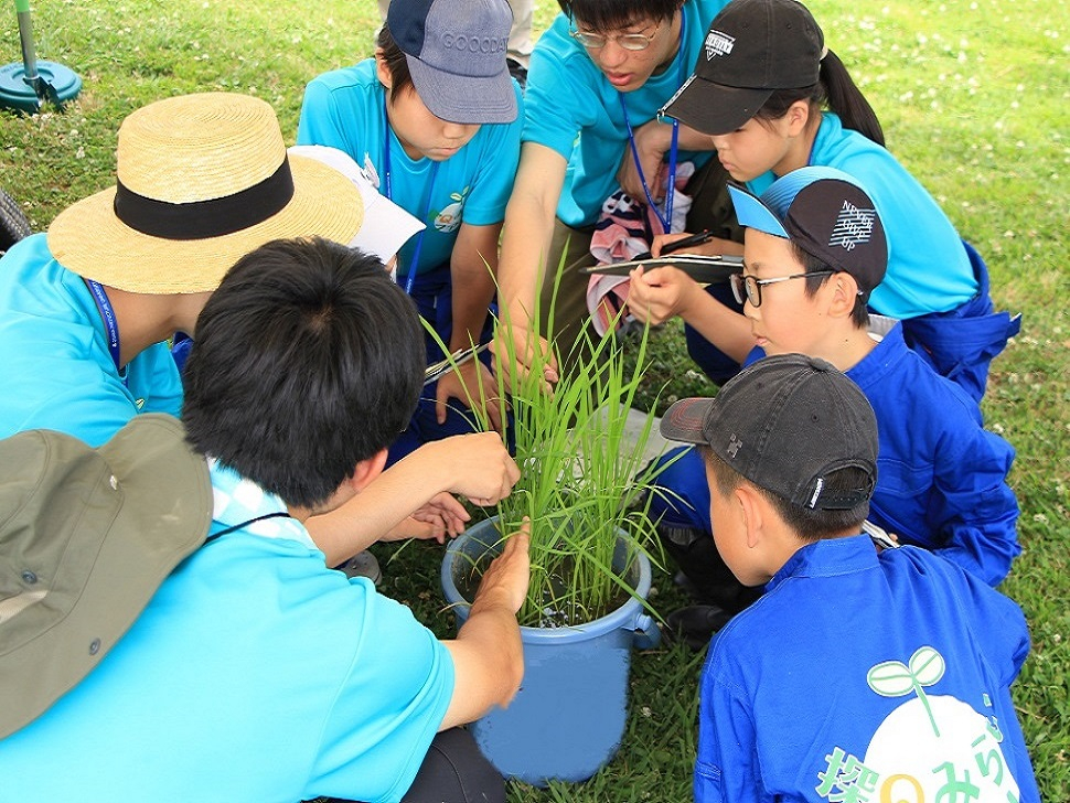 写真：バケツ稲で分げつについて学ぶ子ども達