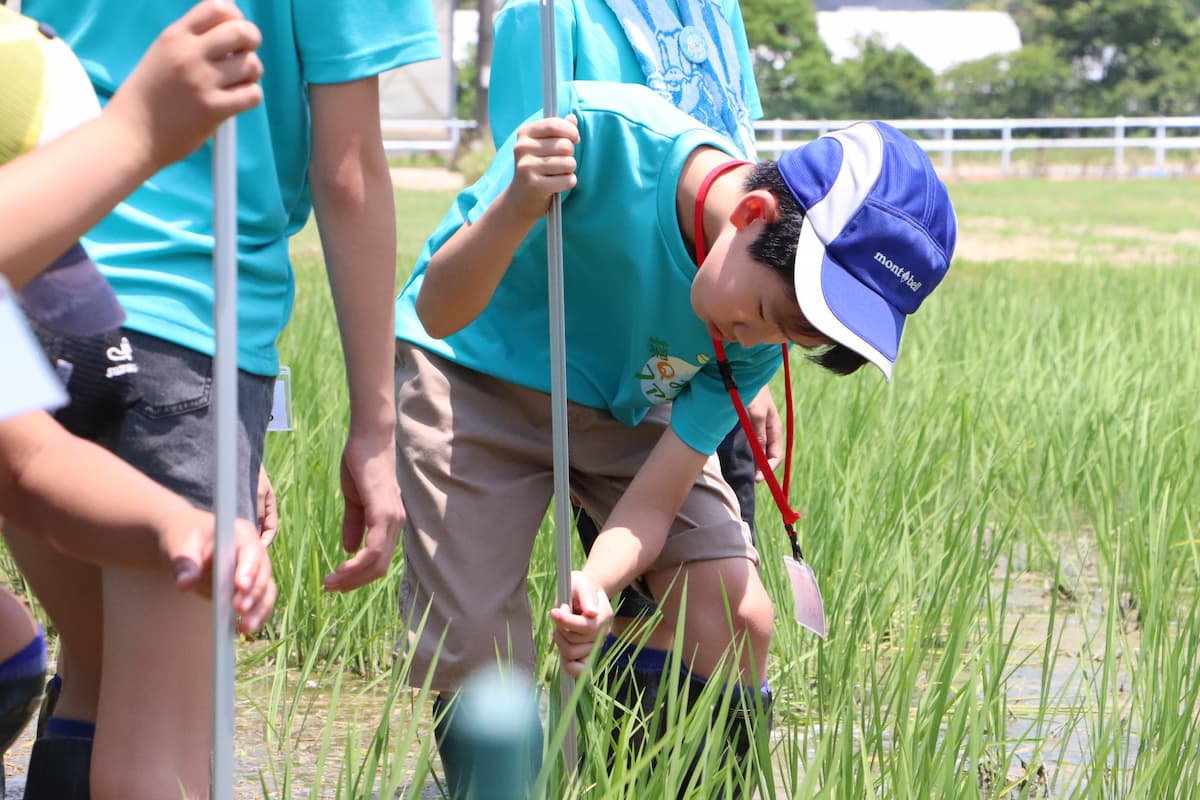 イネの調査をする子ども