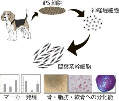 イヌMSC分化