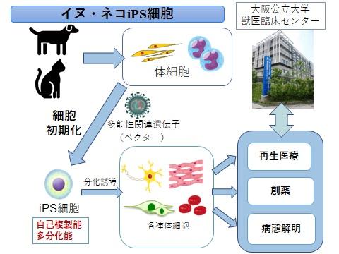 iPS細胞