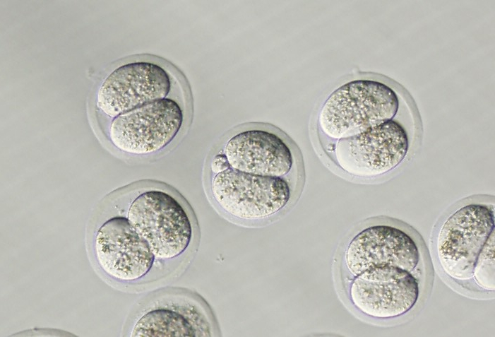 Top_Embryo